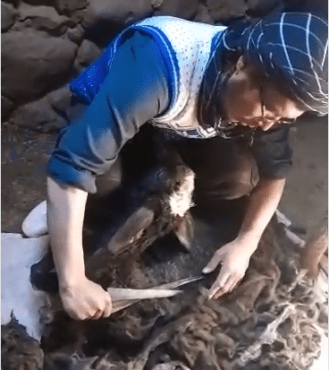 Sheep shearing for carpet wool